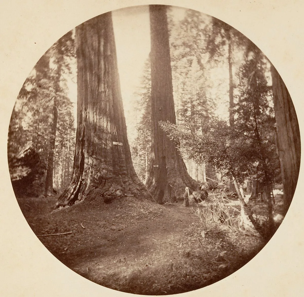 Old Dominium and Uncle Tom's Tavern. Calaveras Grove — Carleton E. Watkins