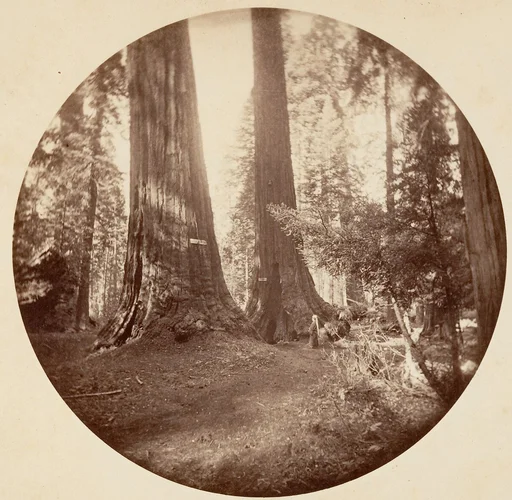 Old Dominium and Uncle Tom's Tavern. Calaveras Grove