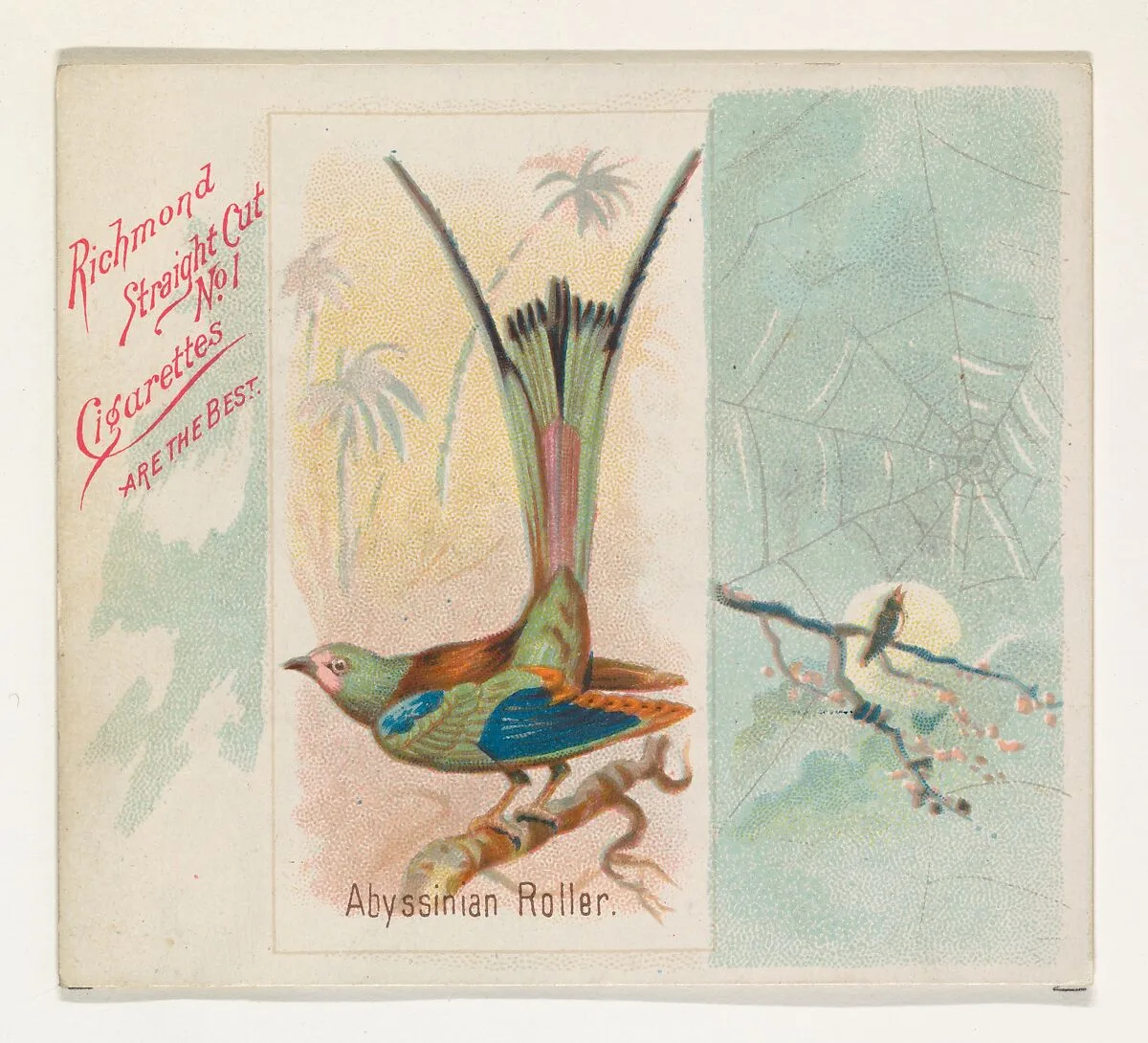 Abyssinian Roller, from the Song Birds of the World series (N42) for Allen & Ginter Cigarettes — Allen & Ginter|George S. Harris & Sons