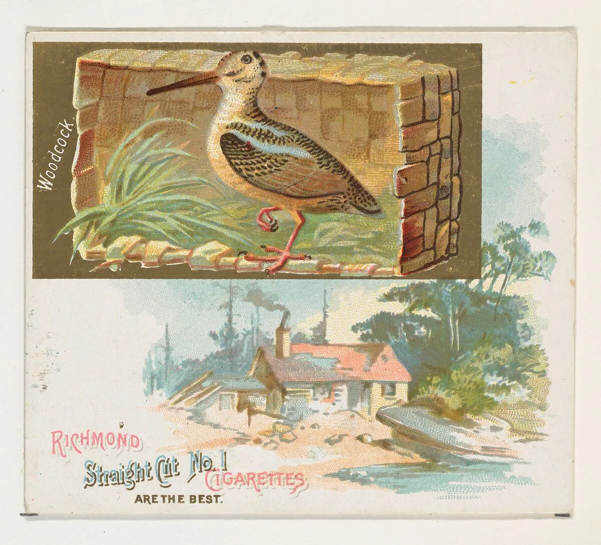Woodcock, from the Game Birds series (N40) for Allen & Ginter Cigarettes — Allen & Ginter