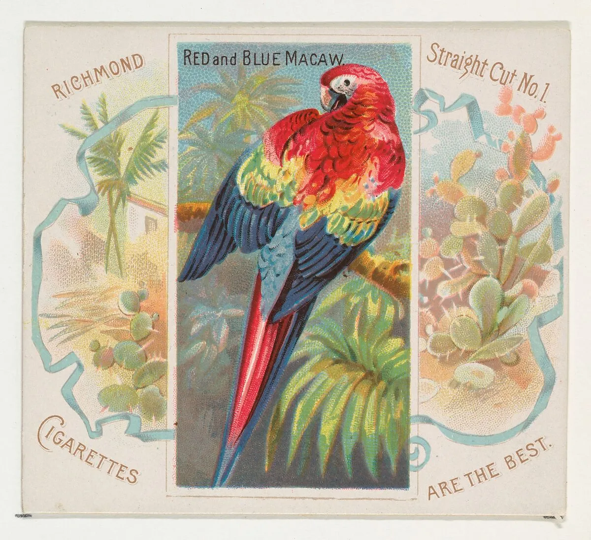 Red and Blue Macaw, from Birds of the Tropics series (N38) for Allen & Ginter Cigarettes — Allen & Ginter|George S. Harris & Sons