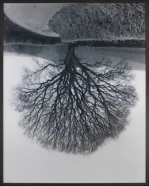 Welsh Oaks #1 — Rodney Graham