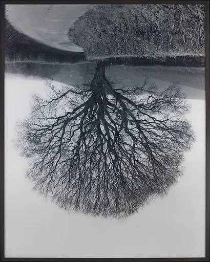 Welsh Oaks #1