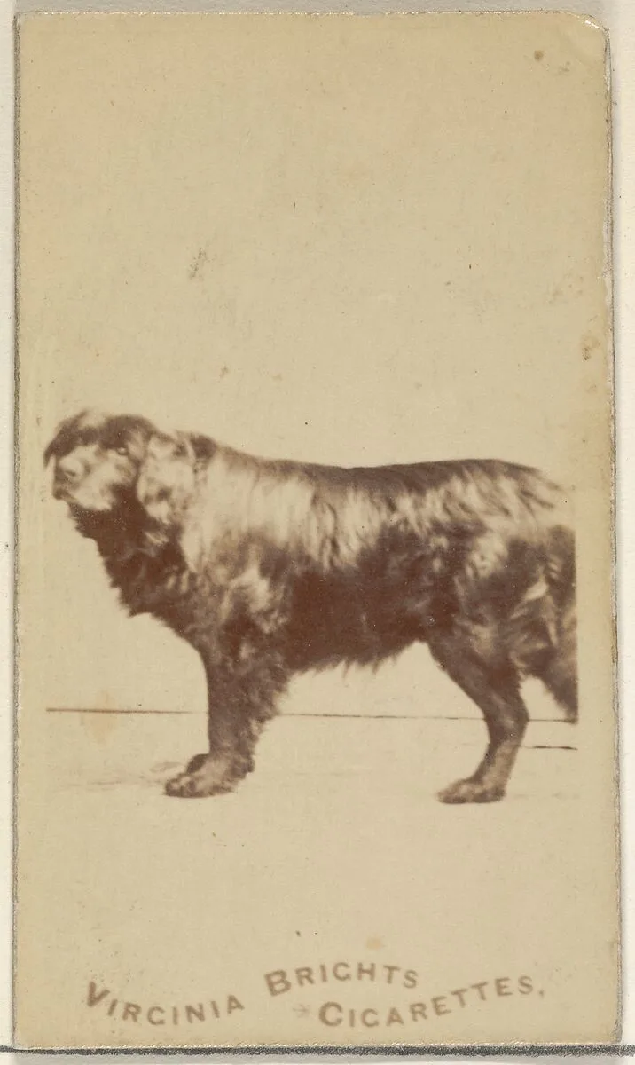 From the Dogs series (N47) for Virginia Brights Cigarettes — Allen & Ginter