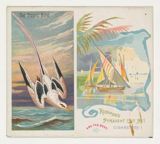 The Tropic Bird, from Birds of the Tropics series (N38) for Allen & Ginter Cigarettes