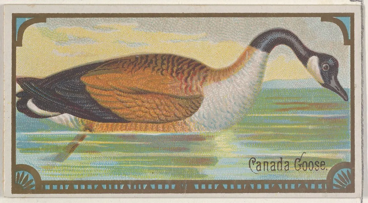 Canada Goose, from the Game Birds series (N13) for Allen & Ginter Cigarettes Brands — Allen & Ginter|George S. Harris & Sons