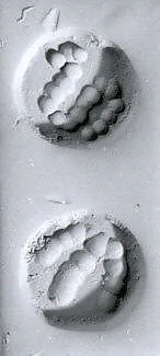 Stamp seal — Unknown