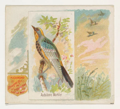Audobons Warbler, from the Song Birds of the World series (N42) for Allen & Ginter Cigarettes