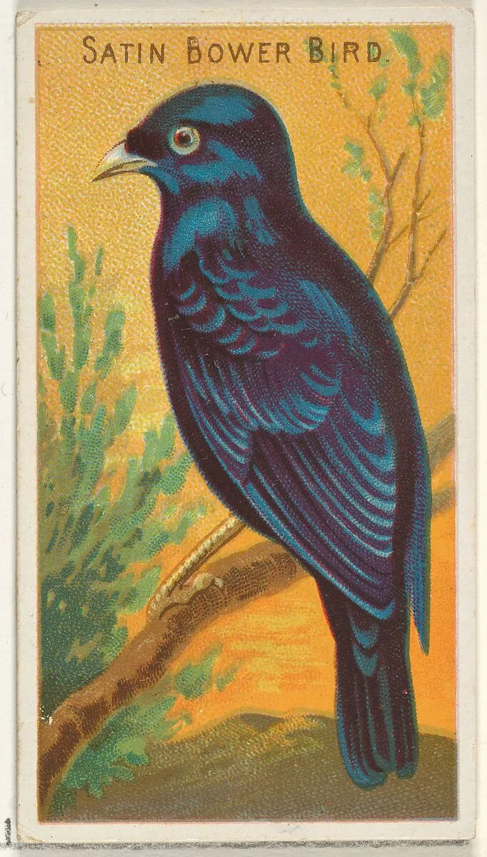 Satin Bower Bird, from the Birds of the Tropics series (N5) for Allen & Ginter Cigarettes Brands — Allen & Ginter|George S. Harris & Sons