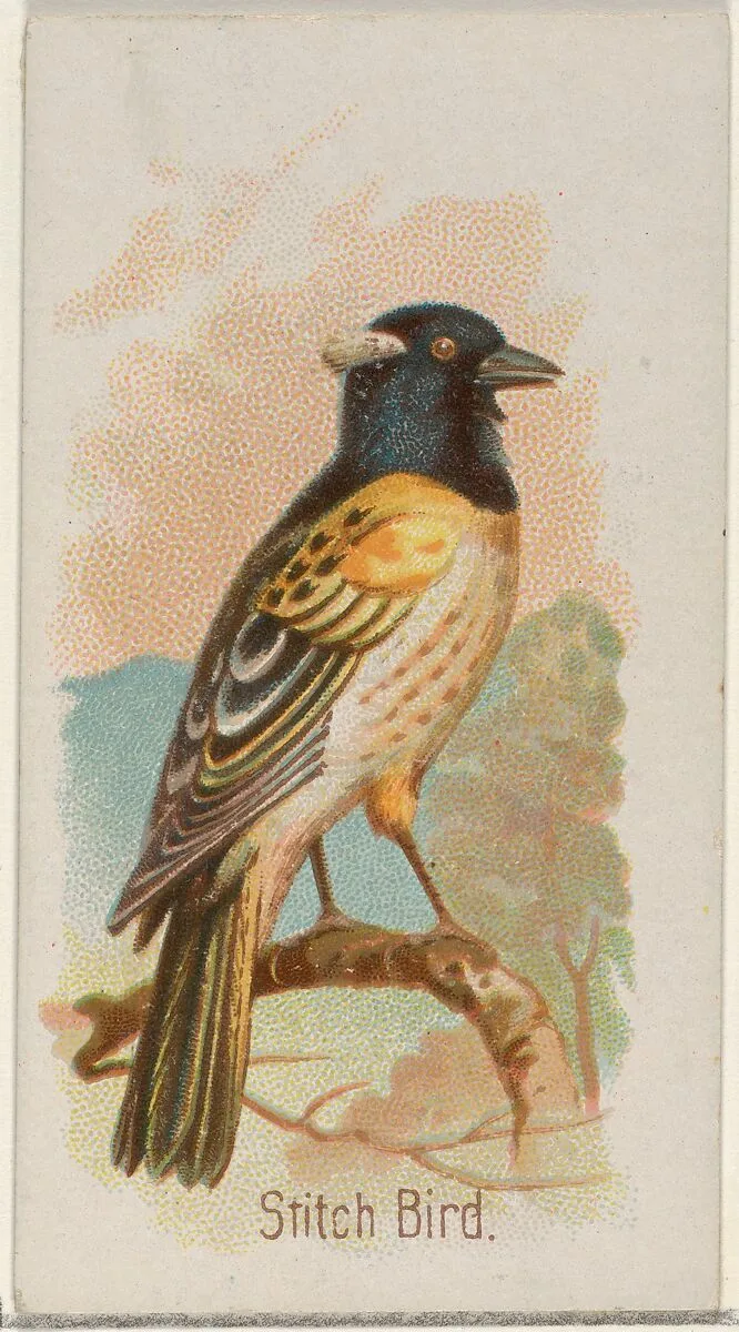 Stitch Bird, from the Song Birds of the World series (N23) for Allen & Ginter Cigarettes — George S. Harris & Sons|Allen & Ginter