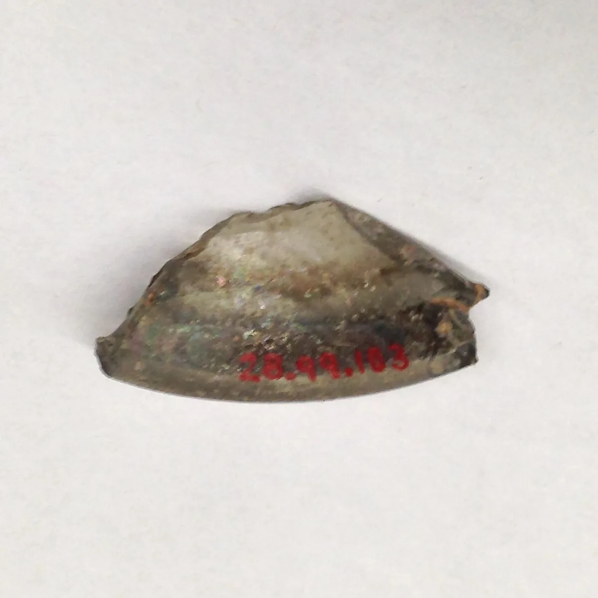 Fragment — Unknown