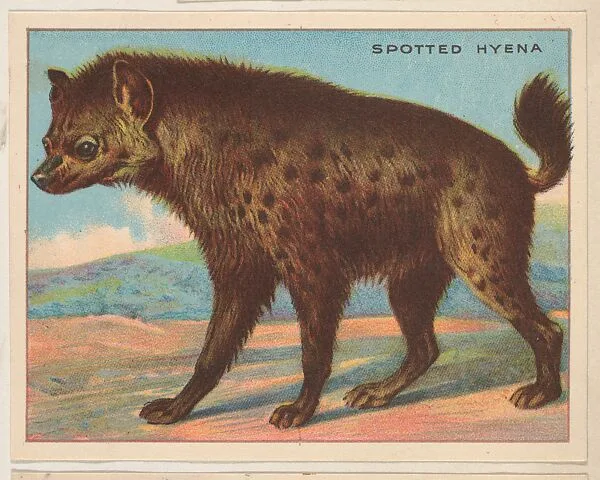Spotted Hyena, collector card from the Animals series (D9), issued by the Weber Baking Company to promote Onist Milk and Pullman Bread — Weber Baking Company