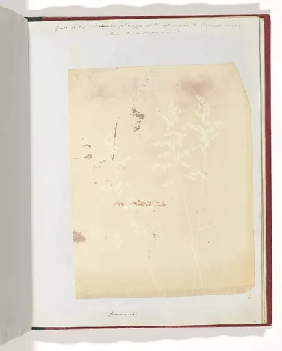 Graminacea