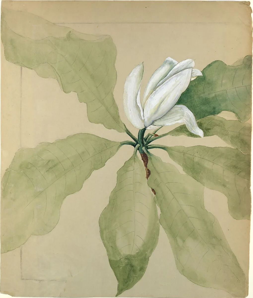 Study of Magnolia Blossom — Tiffany & Co.