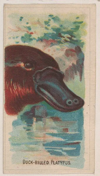 Duck-Billed Platypus, collector card from the Animal Pictures series (D8), issued by the Weber Baking Company to promote Onist Milk and Pullman Bread — Weber Baking Company