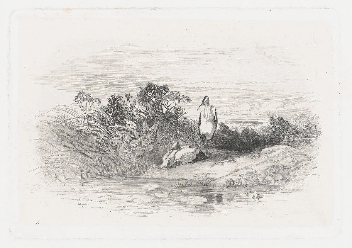 Two Herons — Karl Bodmer|Bertauts|Jules Géruzet