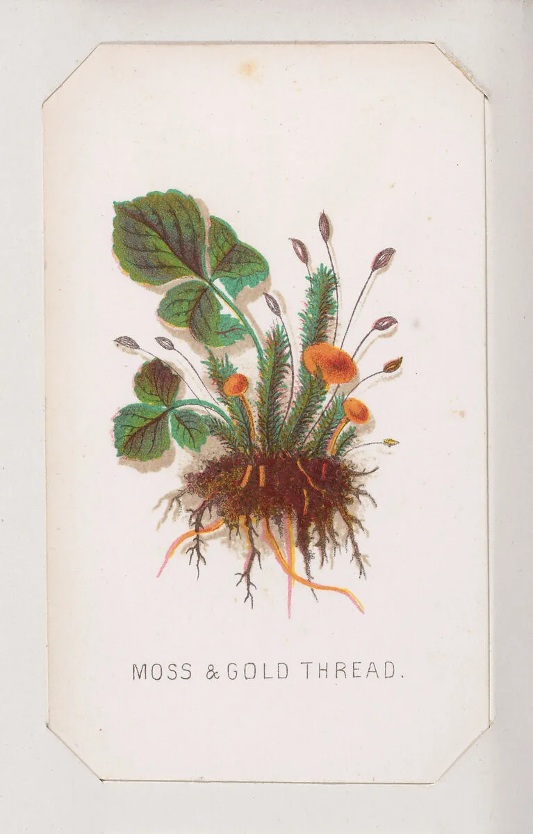 Moss & Gold Thread card from the Plant with Root series — Louis Prang & Co.