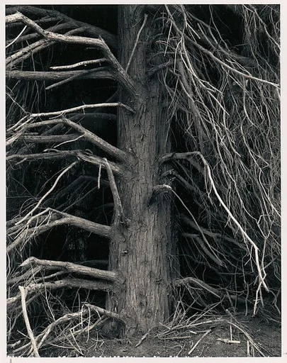 Tree, Point Arena, California