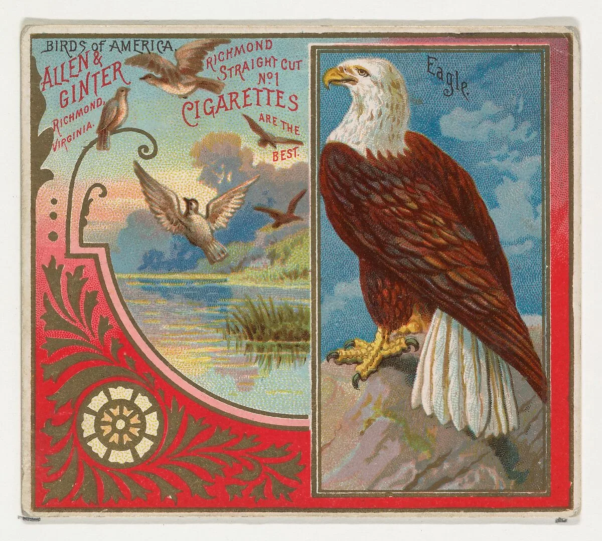 Eagle, from the Birds of America series (N37) for Allen & Ginter Cigarettes — Allen & Ginter