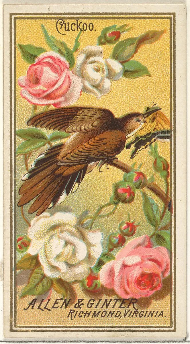 Cuckoo, from the Birds of America series (N4) for Allen & Ginter Cigarettes Brands — Allen & Ginter