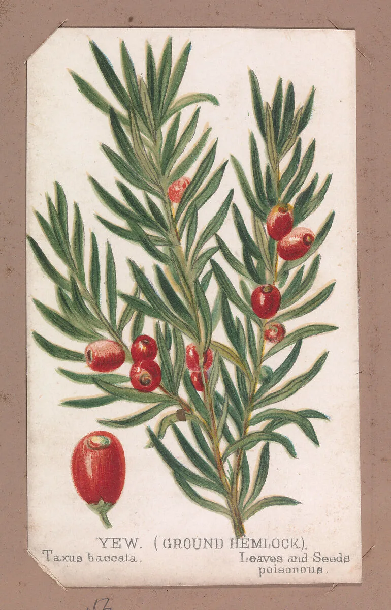 Yew (Ground Hemlock) from the Plants series — Louis Prang & Co.