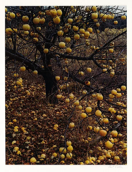 Apples on Tree After Frost, Tesuque, New Mexico — Eliot Porter