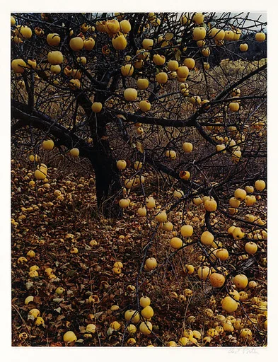 Apples on Tree After Frost, Tesuque, New Mexico