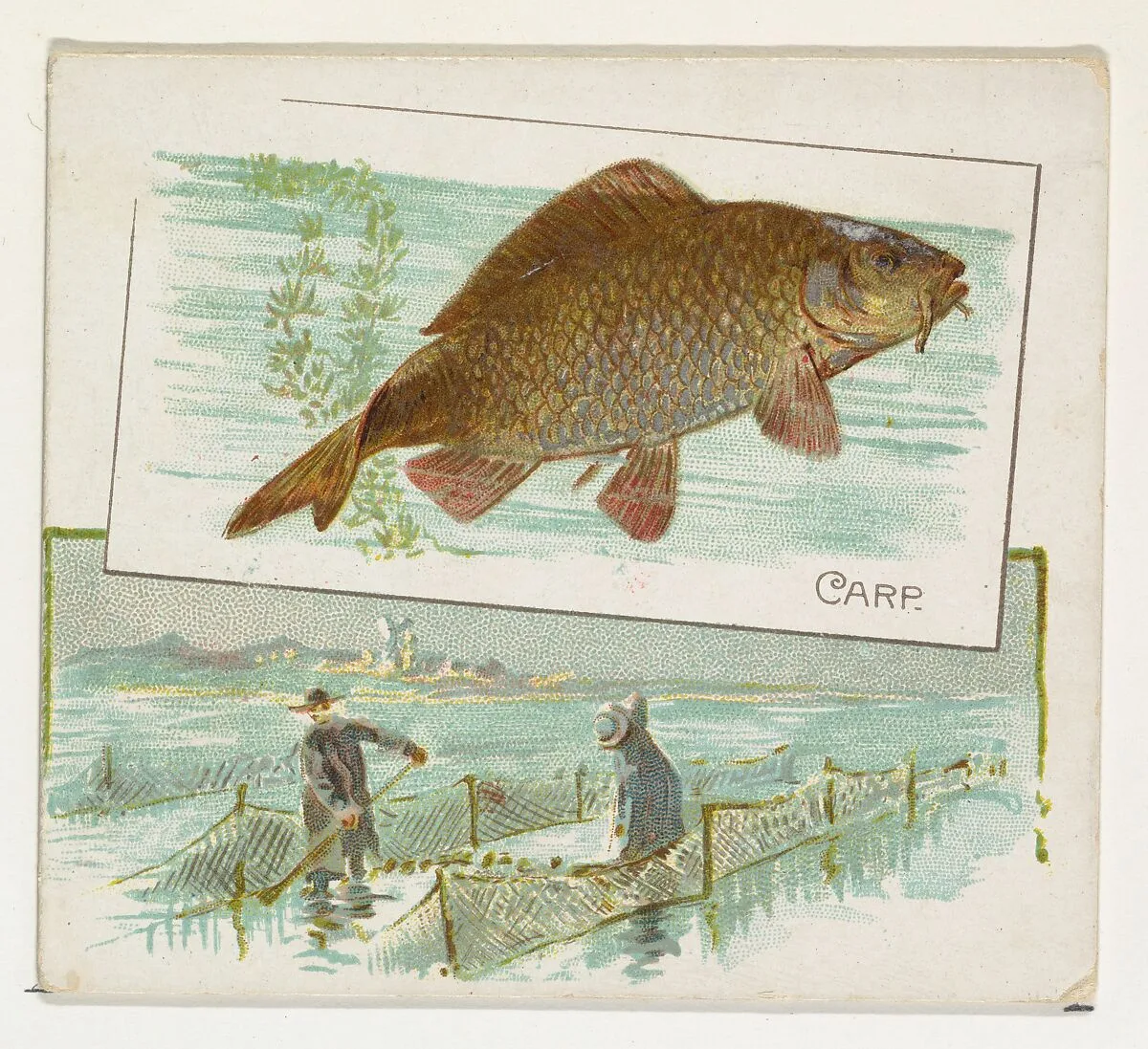 Carp, from Fish from American Waters series (N39) for Allen & Ginter Cigarettes — Allen & Ginter|Lindner, Eddy & Claus