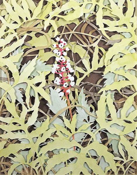 Untitled (Plants) — Joe Brainard
