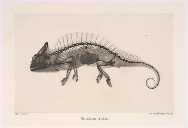 Chamäleon cristatus — Josef Maria Eder|Eduard Valenta