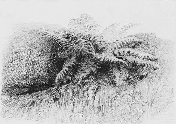 Study of a Fern — Aaron Draper Shattuck