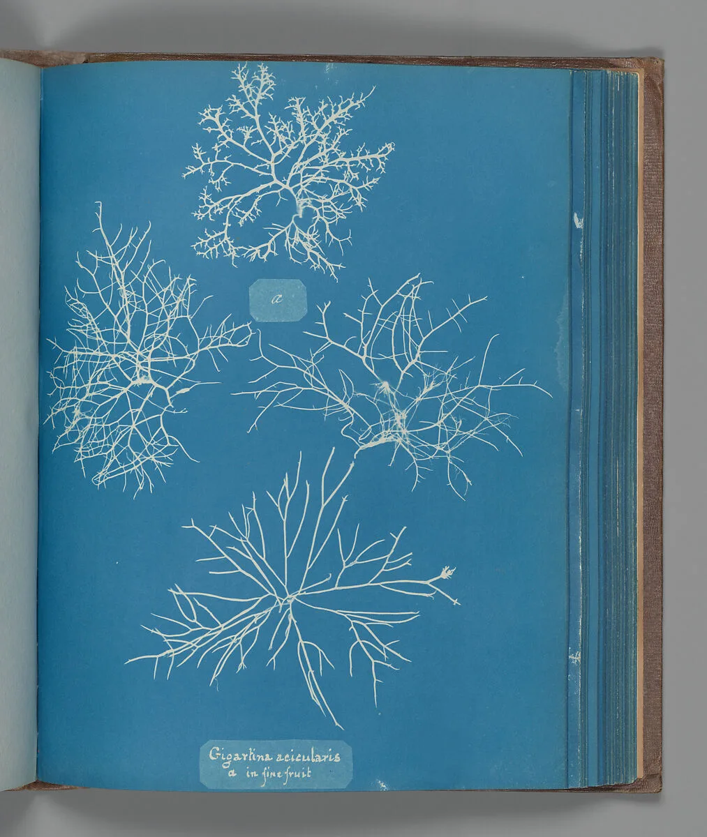 Gigartina acicularis, a in fine fruit — Anna Atkins