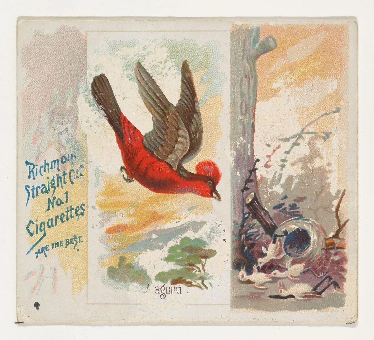 Araguira, from the Song Birds of the World series (N42) for Allen & Ginter Cigarettes — Allen & Ginter|George S. Harris & Sons