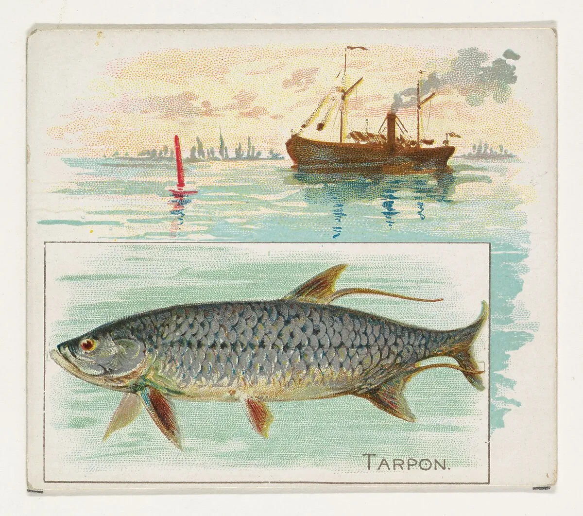 Tarpon, from Fish from American Waters series (N39) for Allen & Ginter Cigarettes — Lindner, Eddy & Claus|Allen & Ginter