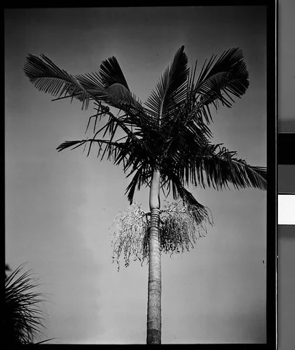 [Palm Tree, Florida]