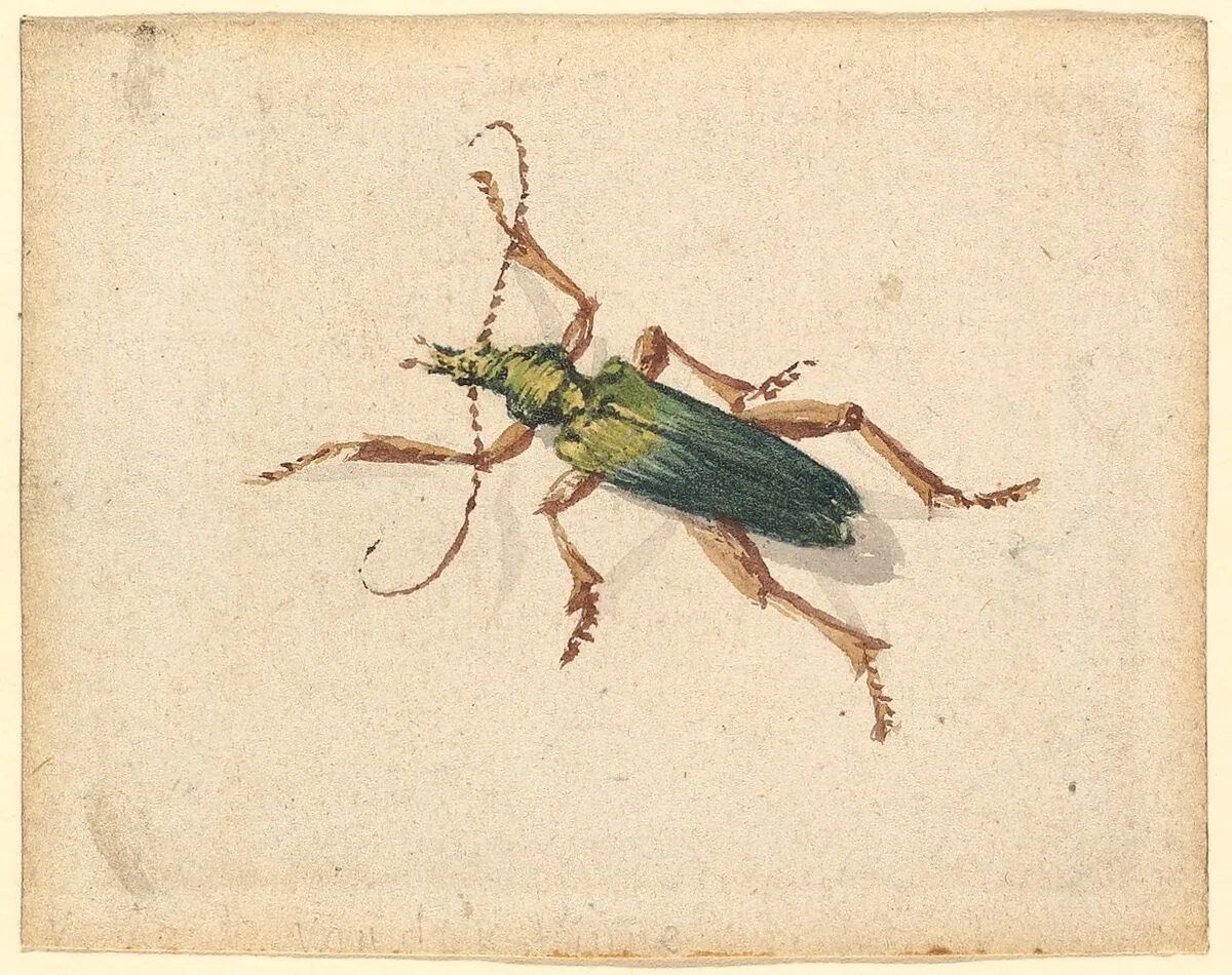 Green Beetle with Brown Legs — Jan Vincentsz van der Vinne|Vincent Laurensz van der Vinne