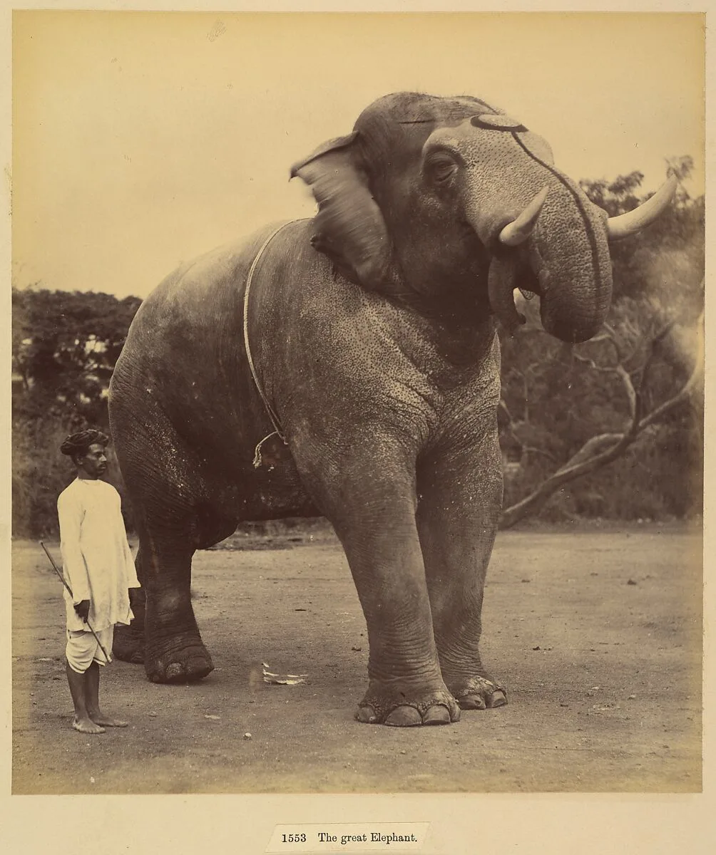 The Great Elephant — Lala Deen Dayal