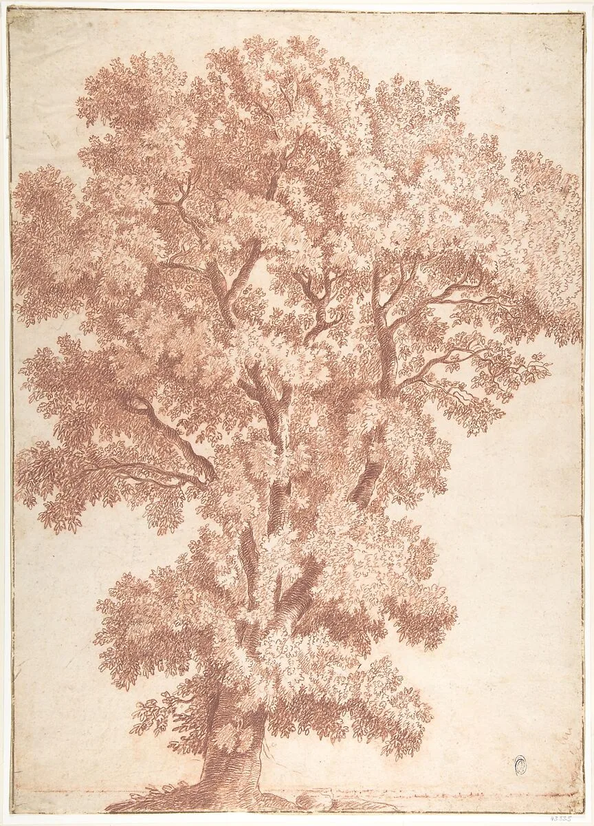 Tree — Anonymous, Italian, Roman-Bolognese, 17th century