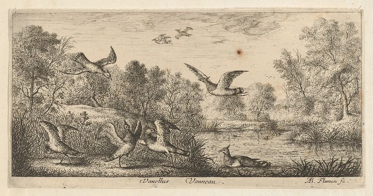 Vanellus, Vanneau (The Lapwing), from "Livre d'Oyseaux" (Book of Birds) — Albert Flamen