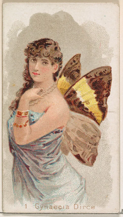 Card 1, Gynaecia Dirce, from the Butterflies series (N183) issued by Wm. S. Kimball & Co. — William S. Kimball & Company|Julius Bien