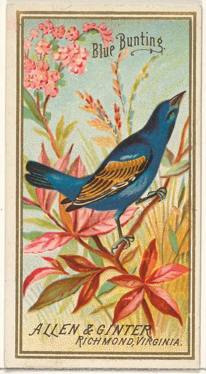 Blue Bunting, from the Birds of America series (N4) for Allen & Ginter Cigarettes Brands — Allen & Ginter