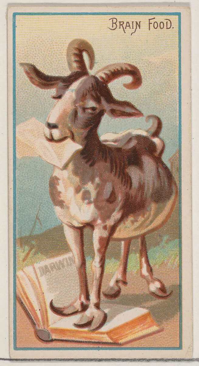Brain Food, from the Jokes series (N87) for Duke brand cigarettes — W. Duke, Sons & Co.|George S. Harris & Sons