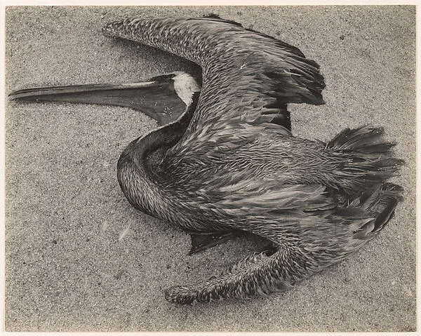 Dead Pelican, Point Lobos — Edward Weston