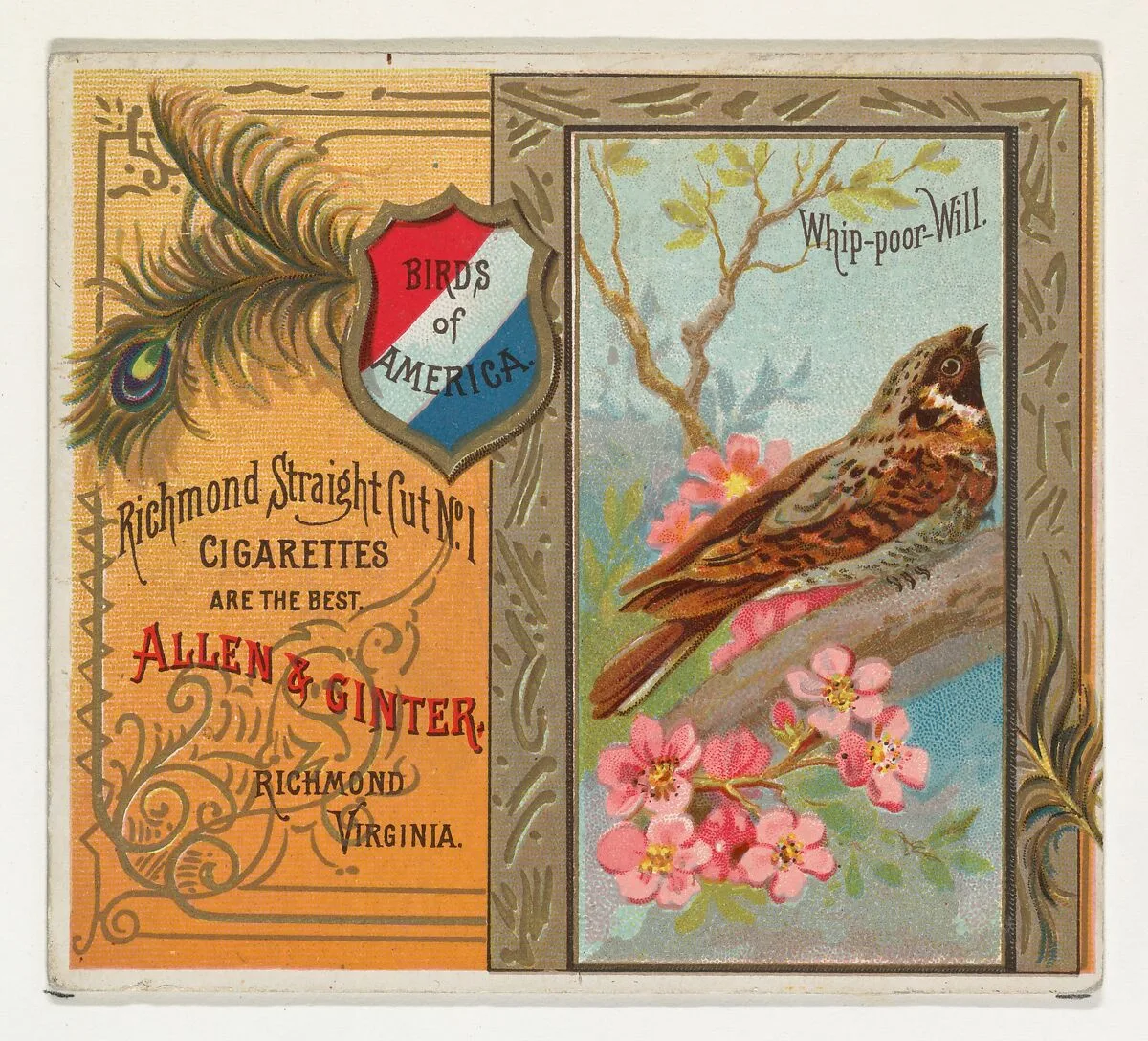 Whip-poor Will, from the Birds of America series (N37) for Allen & Ginter Cigarettes — Allen & Ginter