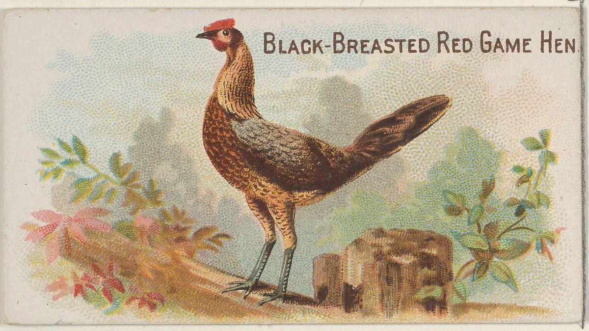 Black-Breasted Red Game Hen, from the Prize and Game Chickens series (N20) for Allen & Ginter Cigarettes — Allen & Ginter|The Gast Lithograph & Engraving Company