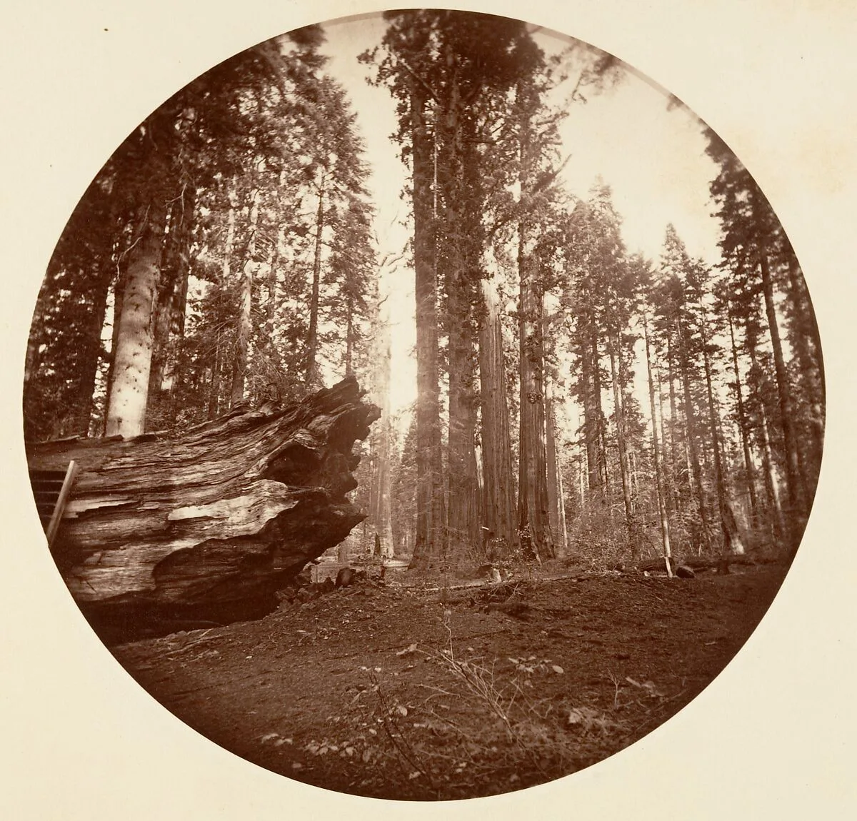 The Mother of the Forest From the Father of the Forest - Calavaras Grove — Carleton E. Watkins