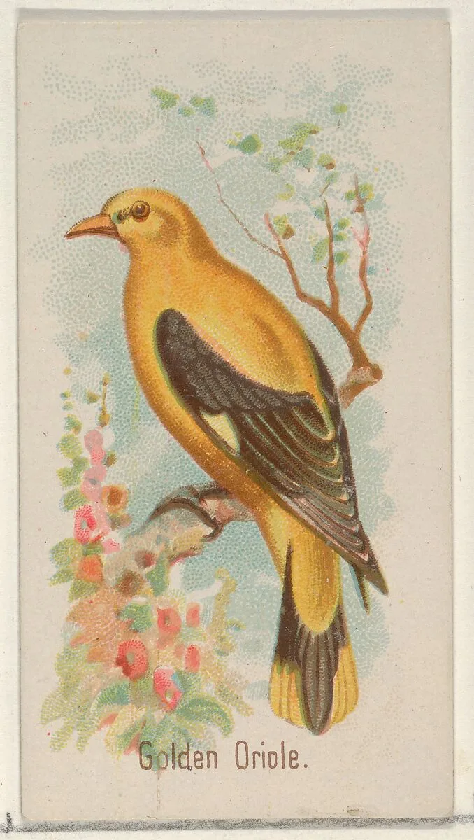 Golden Oride, from the Song Birds of the World series (N23) for Allen & Ginter Cigarettes — George S. Harris & Sons|Allen & Ginter