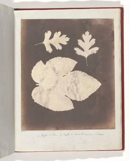 1. Foglia di Fico. 2. Foglia di Spino bianco, ossia Crataegus