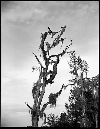 [Vultures Perched in Tree, Florida]