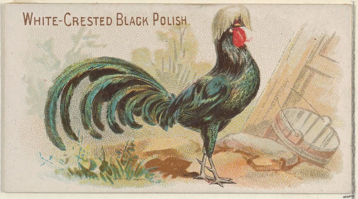 White-Crested Black Polish, from the Prize and Game Chickens series (N20) for Allen & Ginter Cigarettes — Allen & Ginter|The Gast Lithograph & Engraving Company
